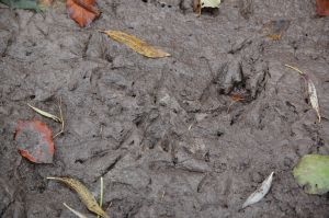 Fischotterspuren am Bormbrook bormbrook_otterspuren