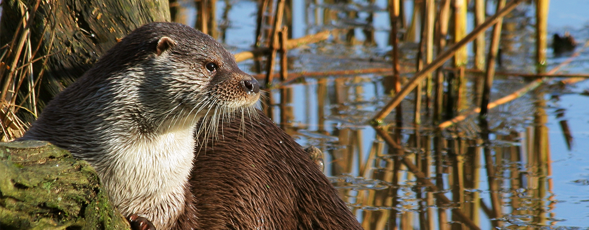 Otter2