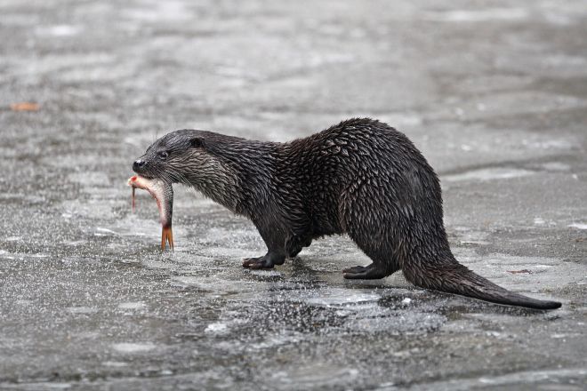 Otter_Fisch