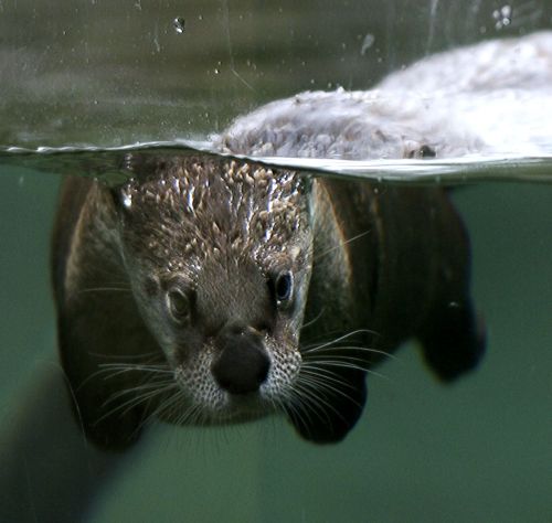 Otter Wasser1