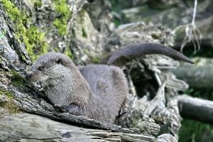 Otter Wasser3