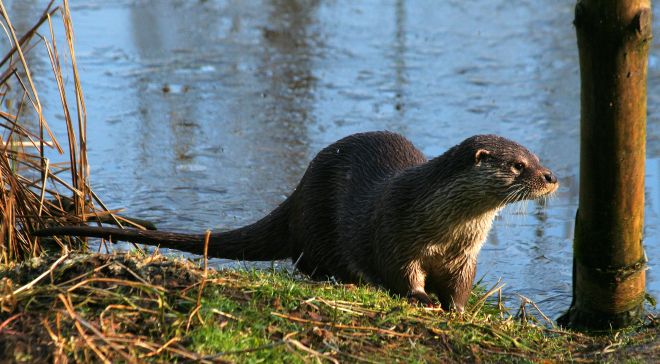 Otter Fluss1