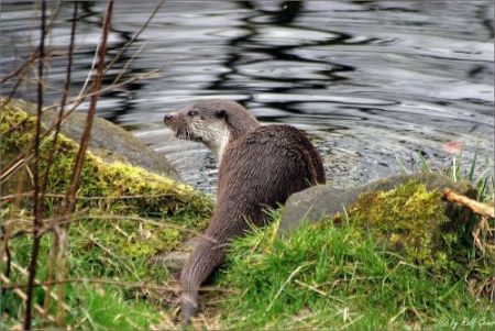 Otter Fluss2