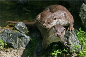 Otter Paar2