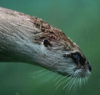 Otter Tauchend