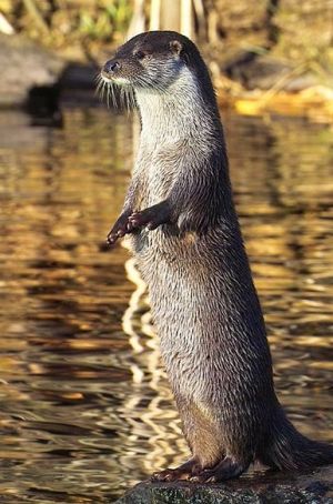 Otter Stehend