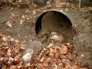 Ottertunnel Boesdorf